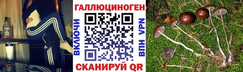 Псилоцибиновые грибы Psilocybe  как найти закладки  Ангарск 